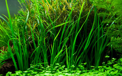 Cyperus helferi Tropica