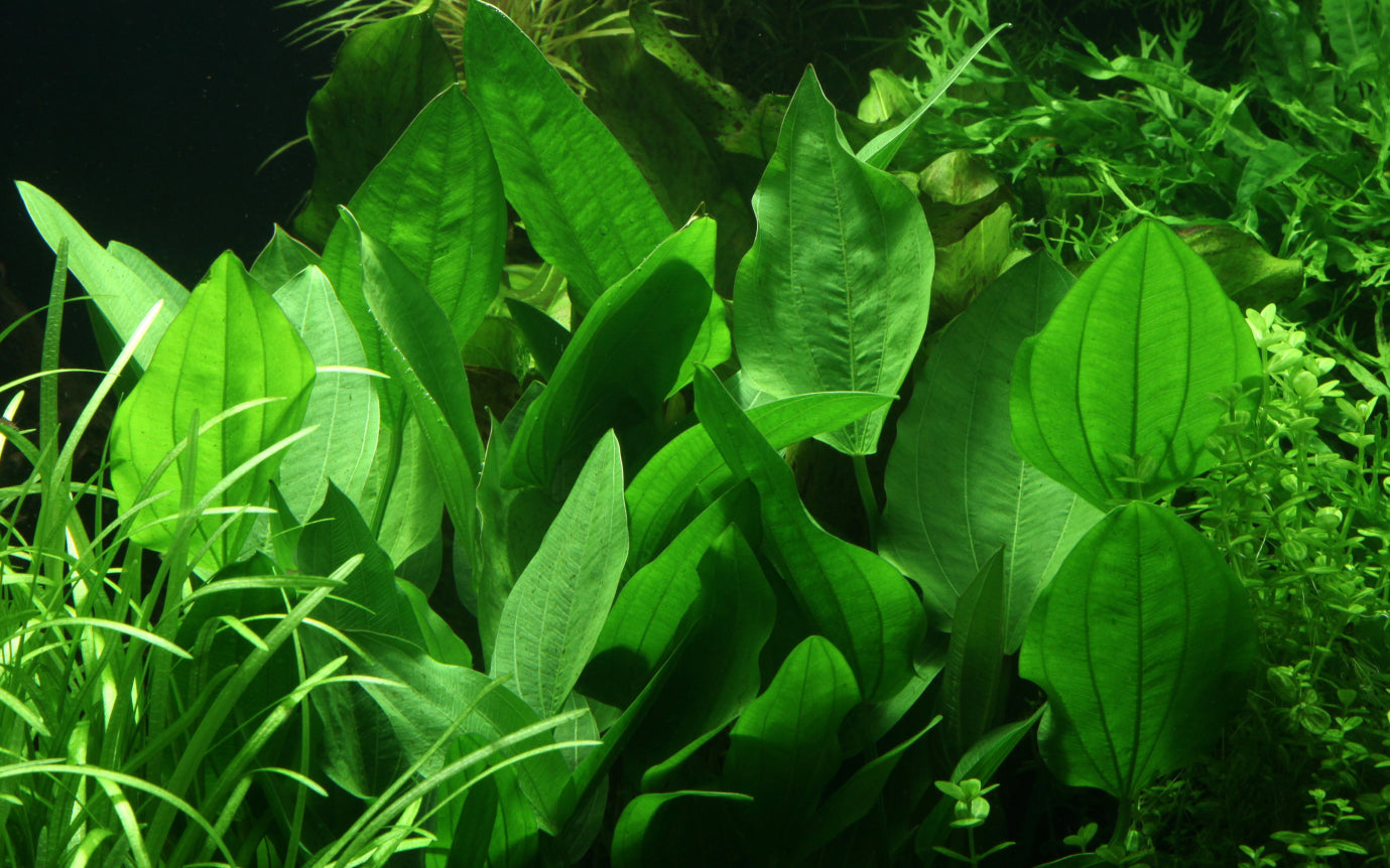 XL Echinodorus palifolius Tropica