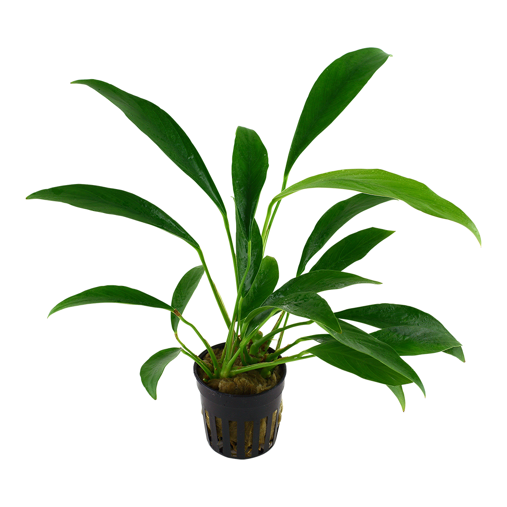 Anubias angustifolia (glabra) Tropica