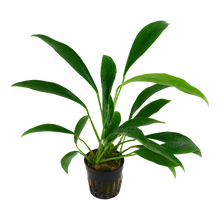Anubias angustifolia (glabra) Tropica