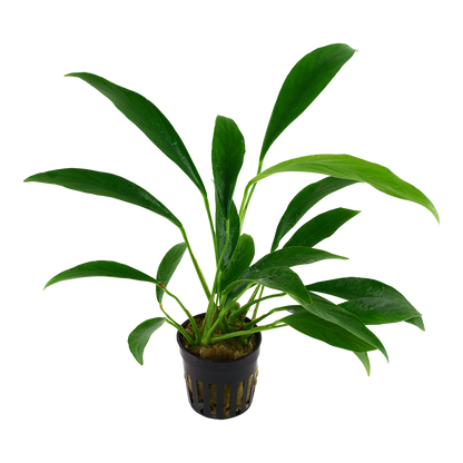 Anubias angustifolia (glabra) Tropica