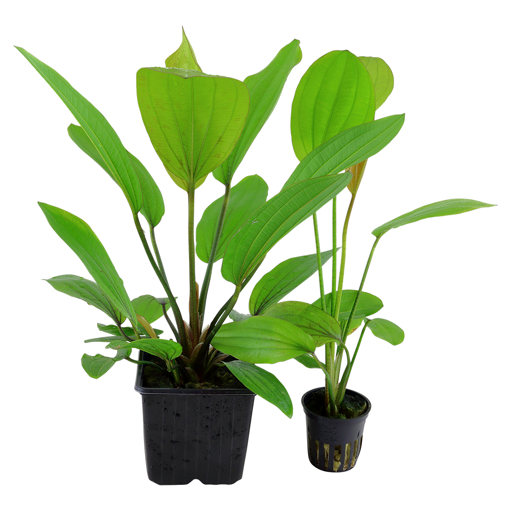 XL Echinodorus Rosee Tropica