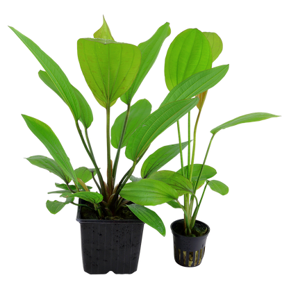 XL Echinodorus Rosee Tropica