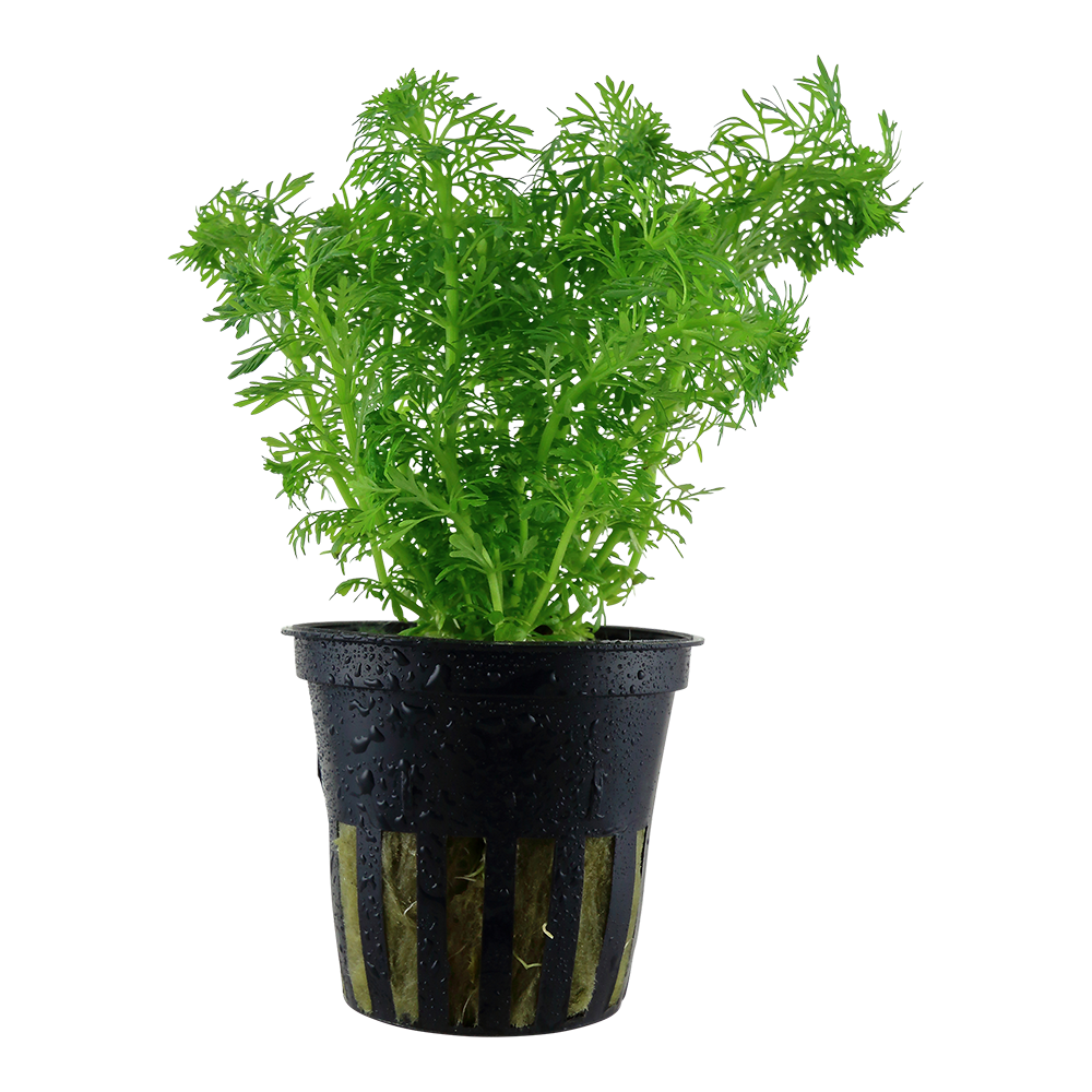 Limnophila sessiliflora Tropica (Single Package)