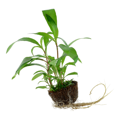 Tropica Hygrophila Siamensis 53B Mini Pot
