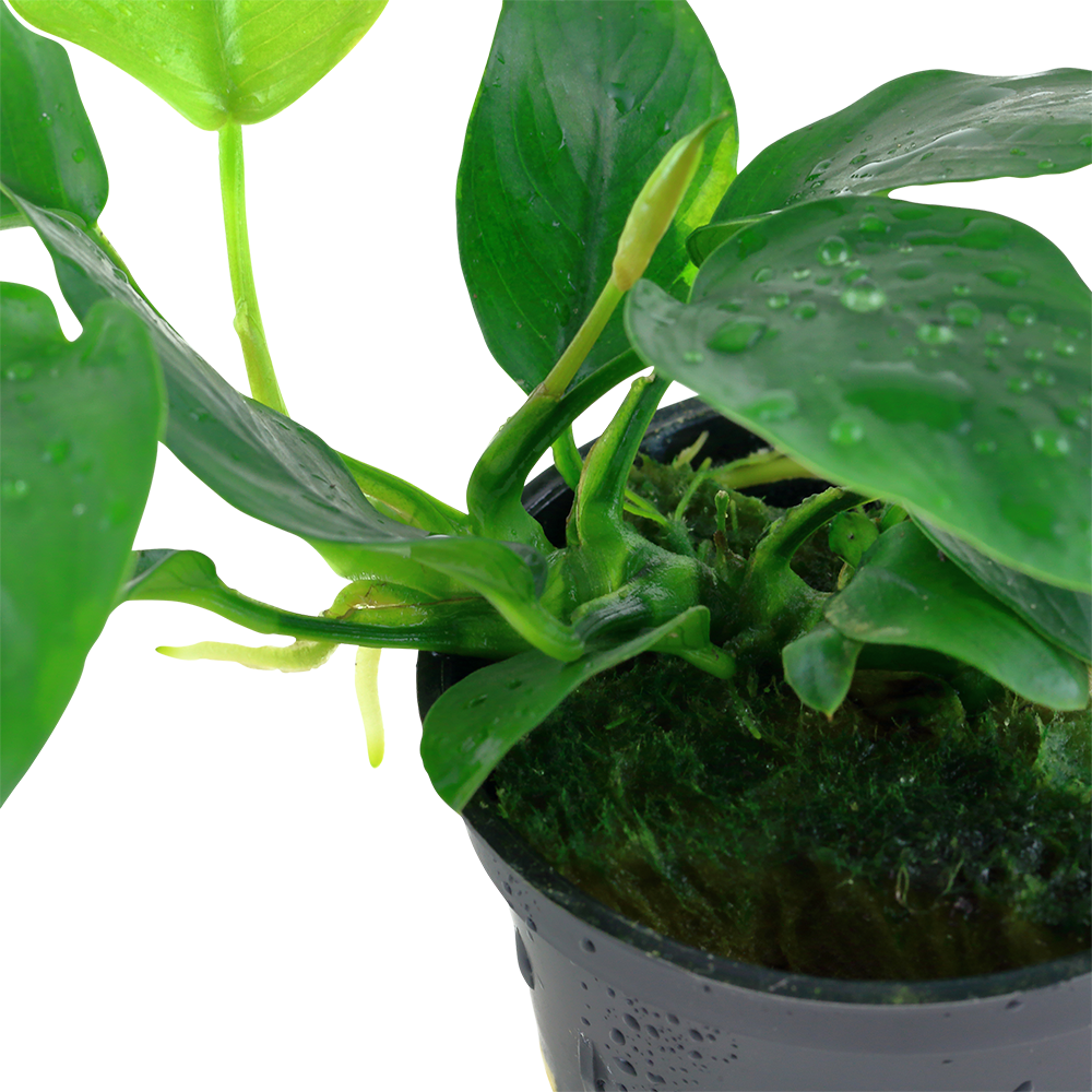 Anubias barteri Nana Tropica (Single Package)