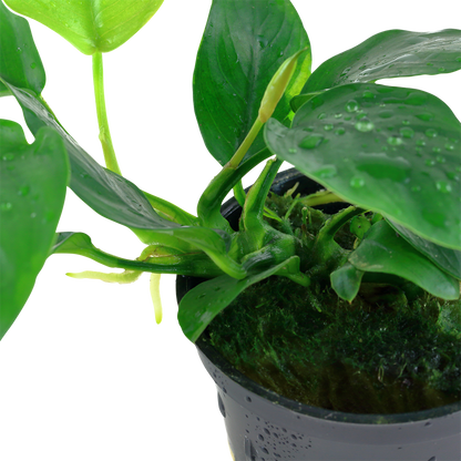 Anubias barteri Nana Tropica (Single Package)