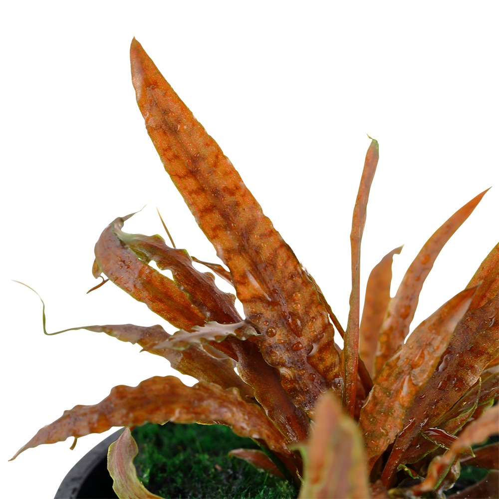Cryptocoryne albida 'Brown' Tropica