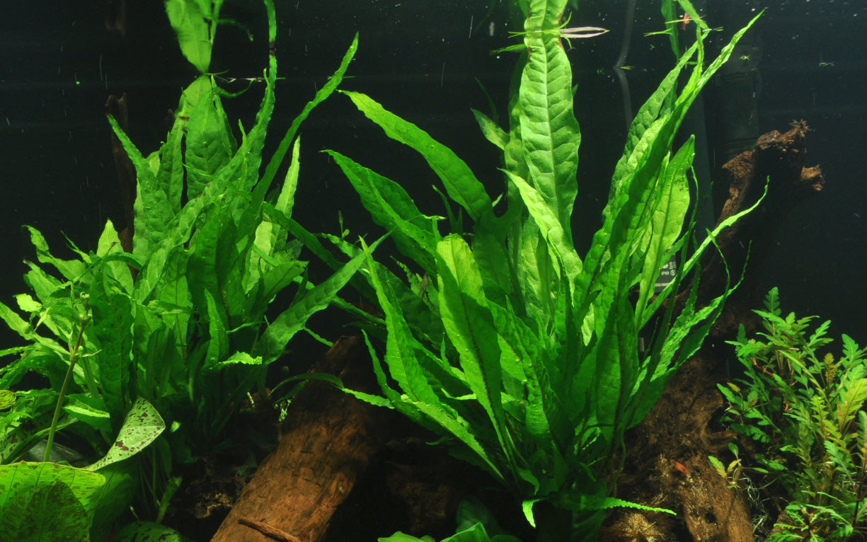 XL Microsorum pteropus Java Fern Tropica