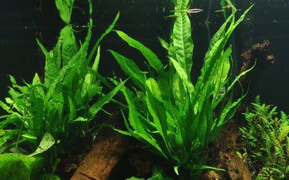 XL Microsorum pteropus Java Fern Tropica