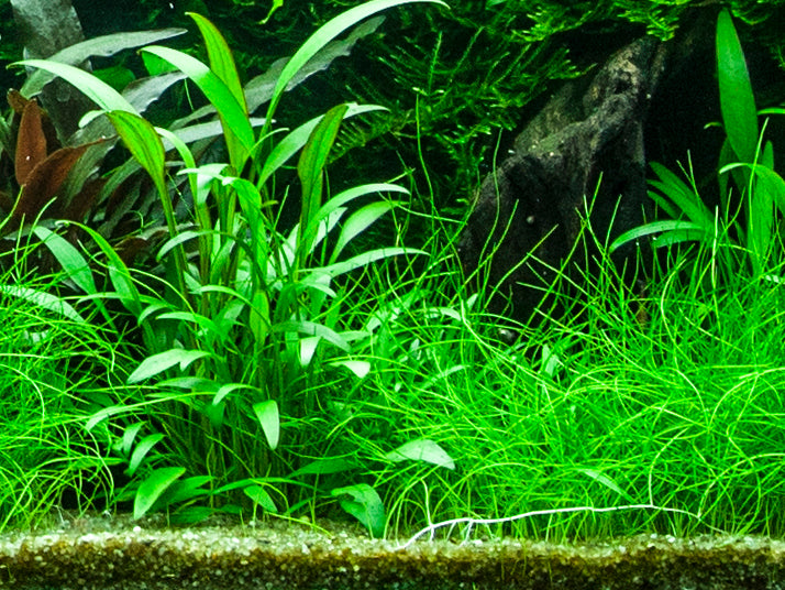 Cryptocoryne willissii AQUADIP