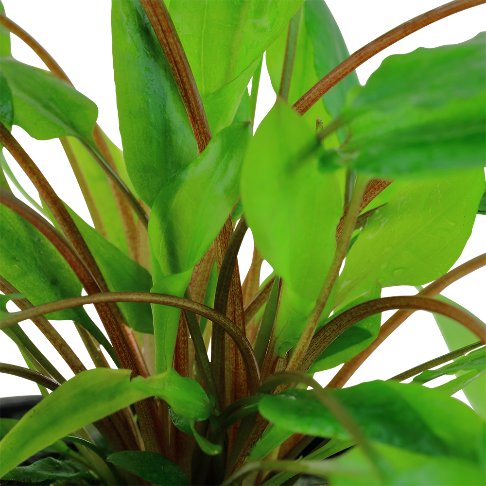 Cryptocoryne wendtii Tropica