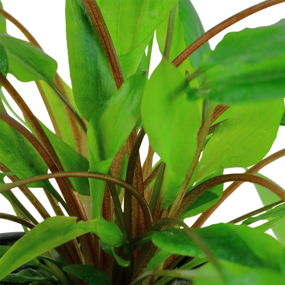 Cryptocoryne wendtii Tropica