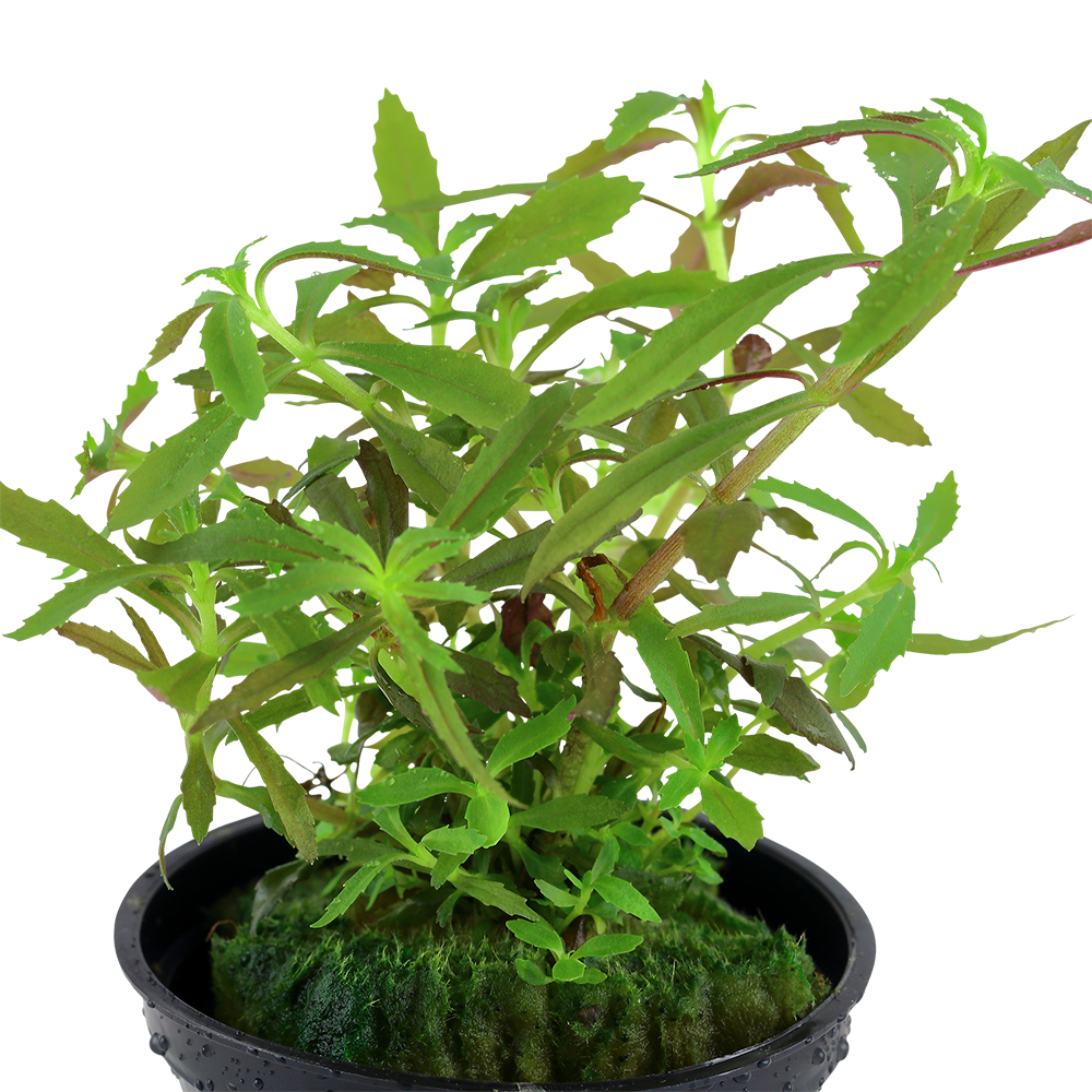 Limnophila hippuridoides Tropica