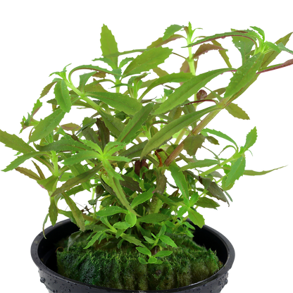 Limnophila hippuridoides Tropica