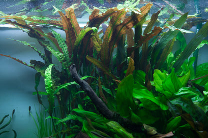 Cryptocoryne usteriana Tropica