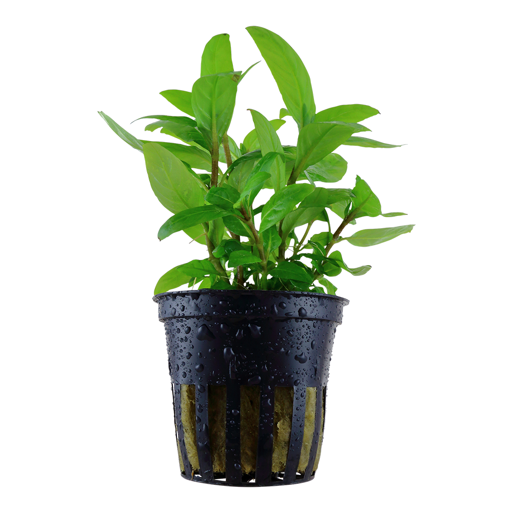 Staurogyne repens Tropica (Single Package)