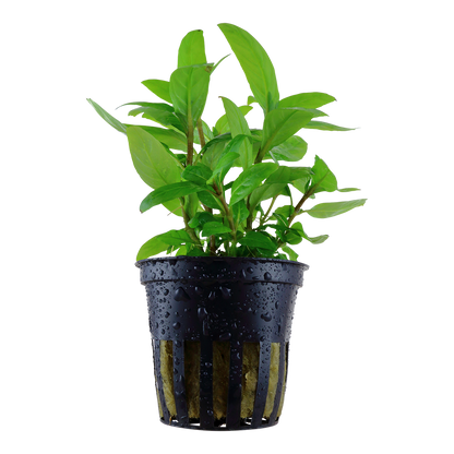 Staurogyne repens Tropica (Single Package)