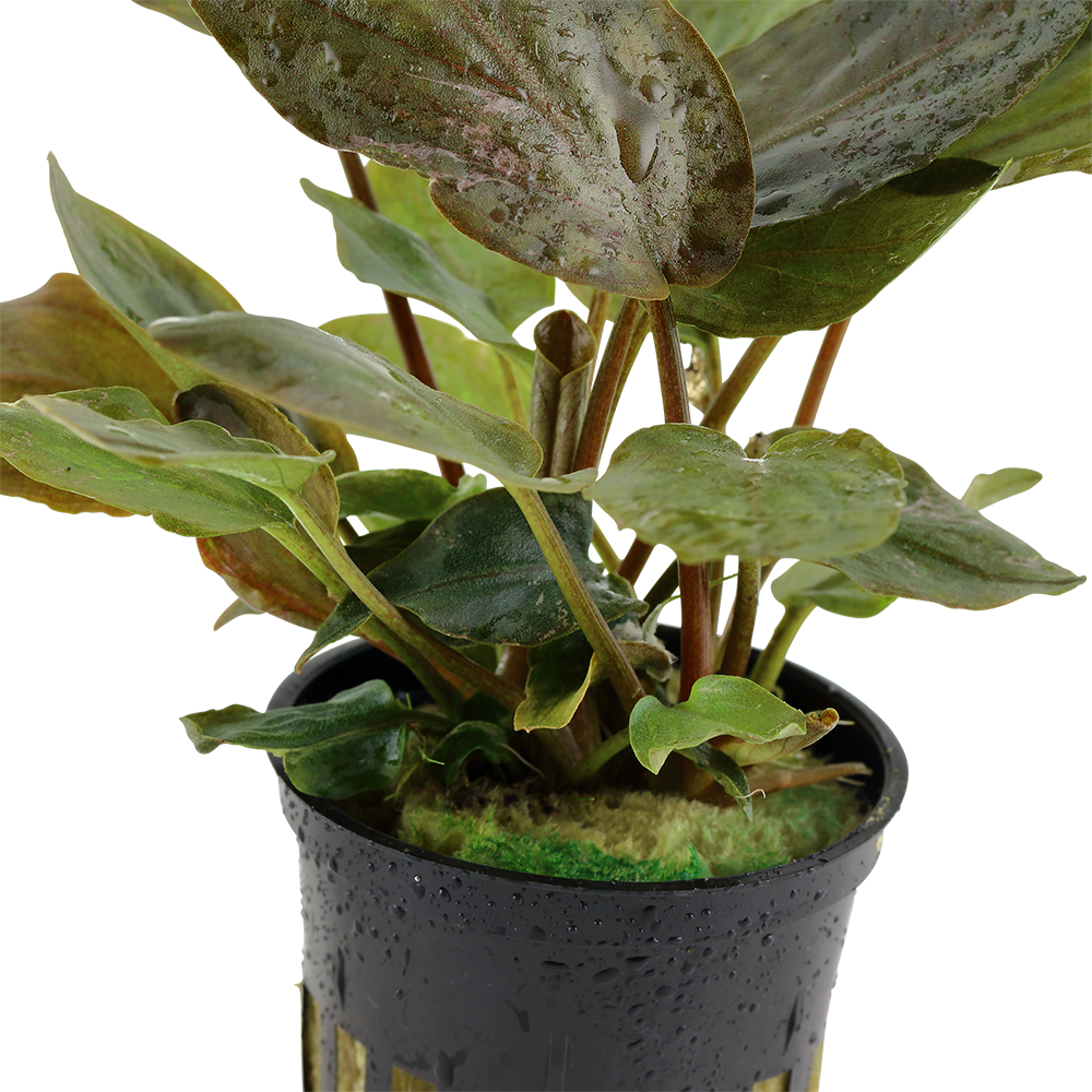 Lagenandra meeboldii 'Red' Tropica