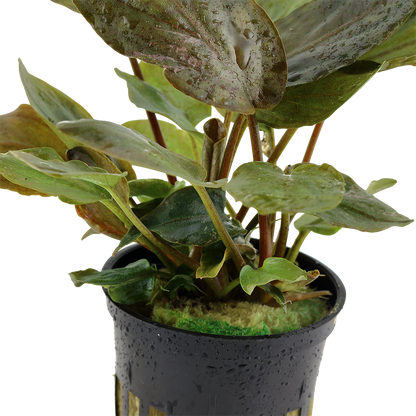 Lagenandra meeboldii 'Red' Tropica