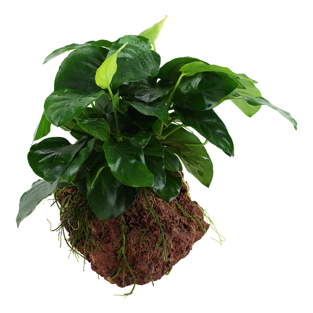 Anubias nana on Lava Rock Tropica