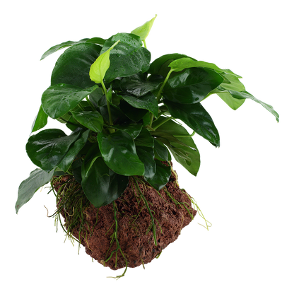 Anubias nana on Lava Rock Tropica