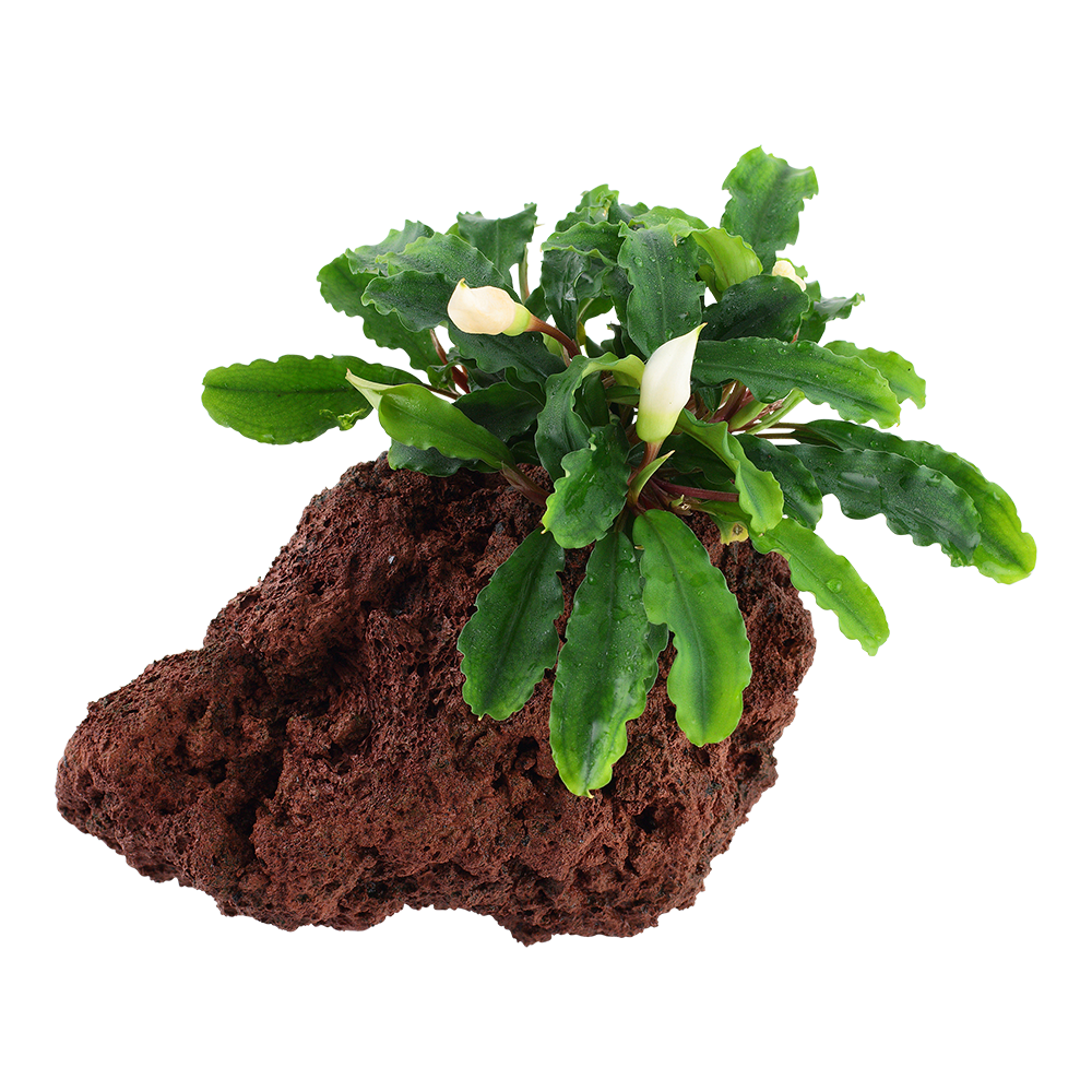 Bucephalandra Wavy Green on Lava Rock Tropica