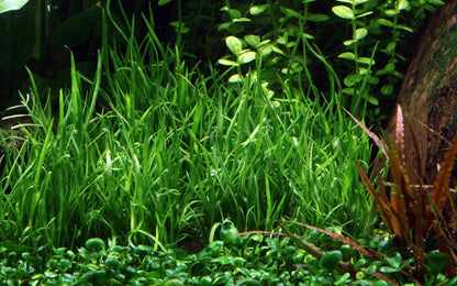 Lilaeopsis mauritiana Aquafleur