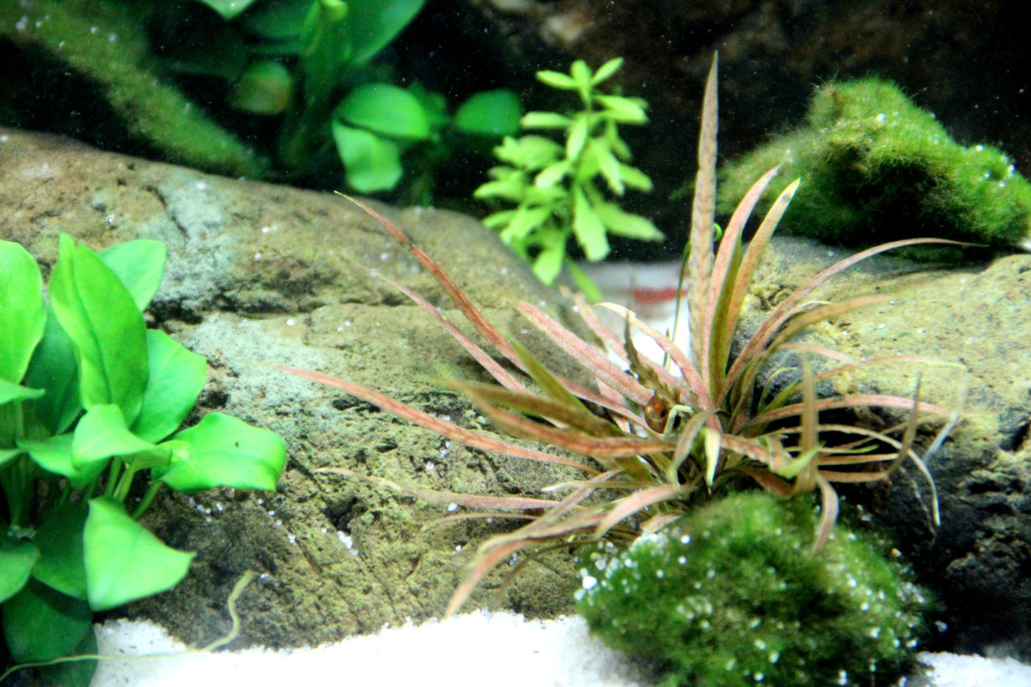 Cryptocoryne albida 'Brown' Tropica