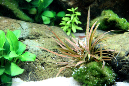 Cryptocoryne albida 'Brown' Tropica
