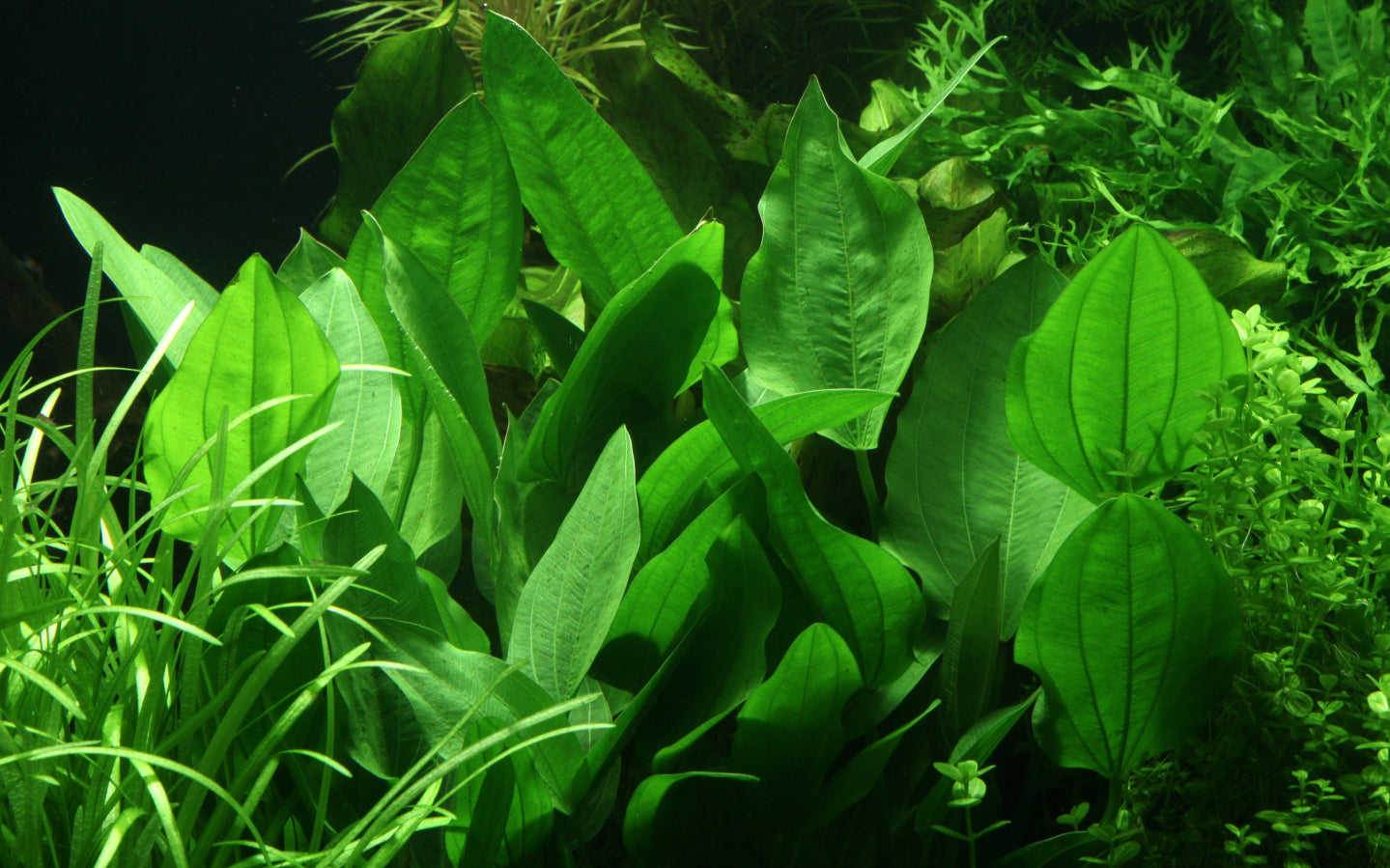 Echinodorus palaefolius Tropica