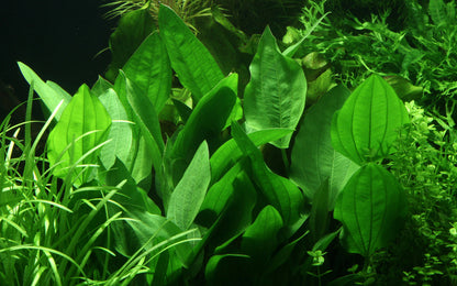 Echinodorus palaefolius Tropica
