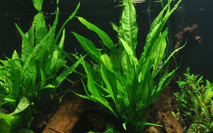 Microsorum pteropus Tropica Java Fern