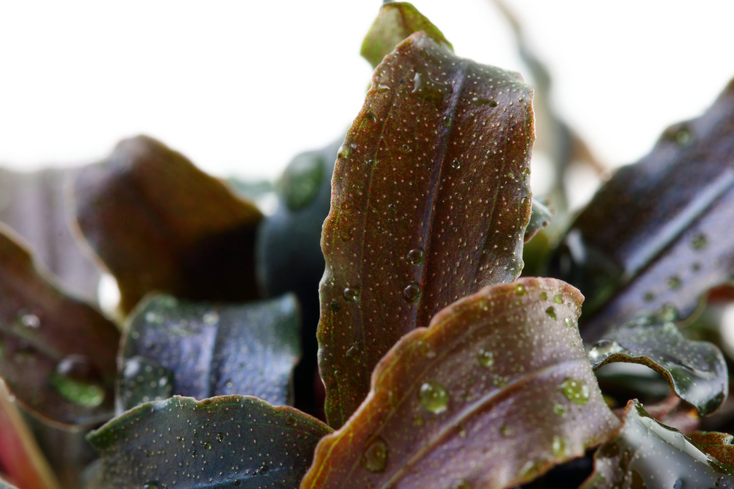 Bucephalandra Kedagang Tropica