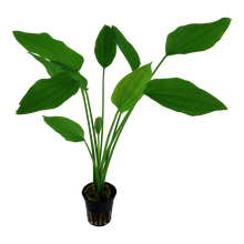 Echinodorus palaefolius Tropica