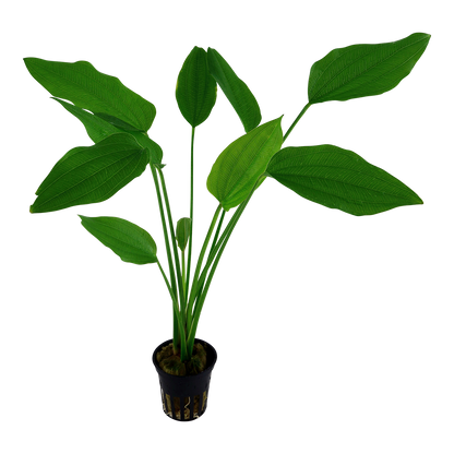 Echinodorus palaefolius Tropica