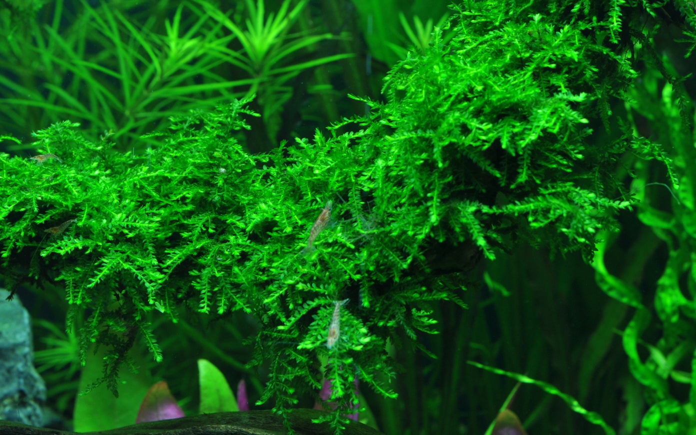 Tropica Vesicularia ferriei Weeping Moss PORTION