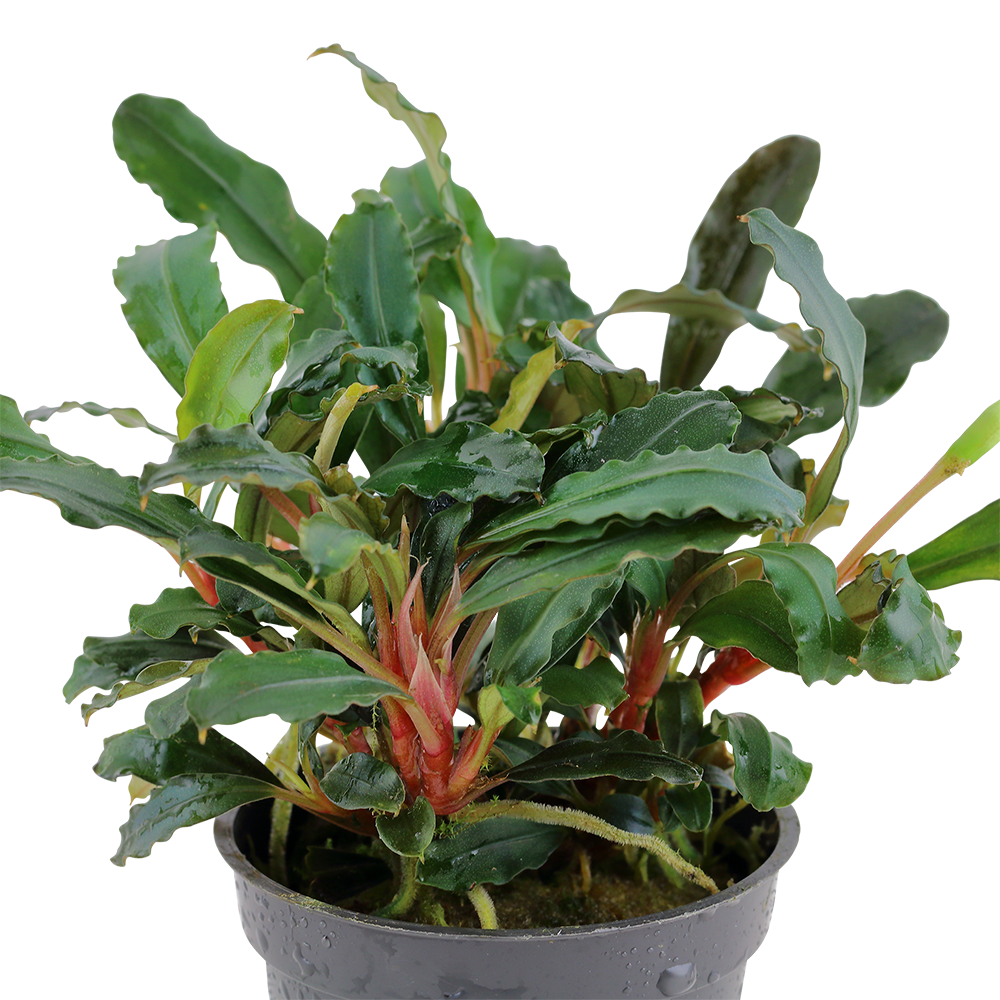 Bucephalandra sp. Red Tropica