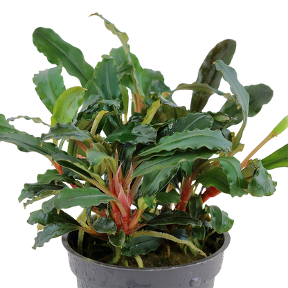 Bucephalandra sp. Red Tropica