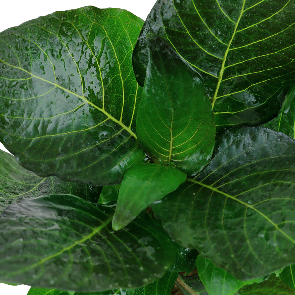 Hygrophila compact Tropica