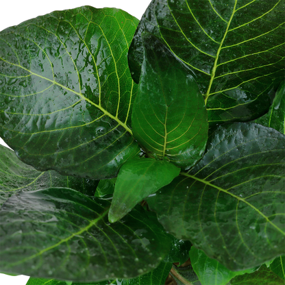 Hygrophila compact Tropica