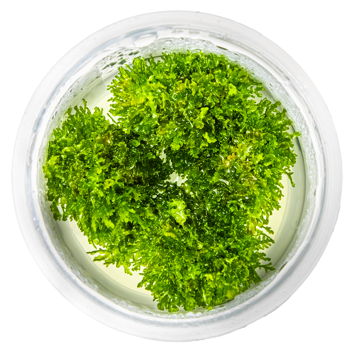 Tropica Riccardia chamedryfolia 1-2-GROW
