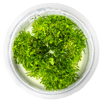 Tropica Riccardia chamedryfolia 1-2-GROW