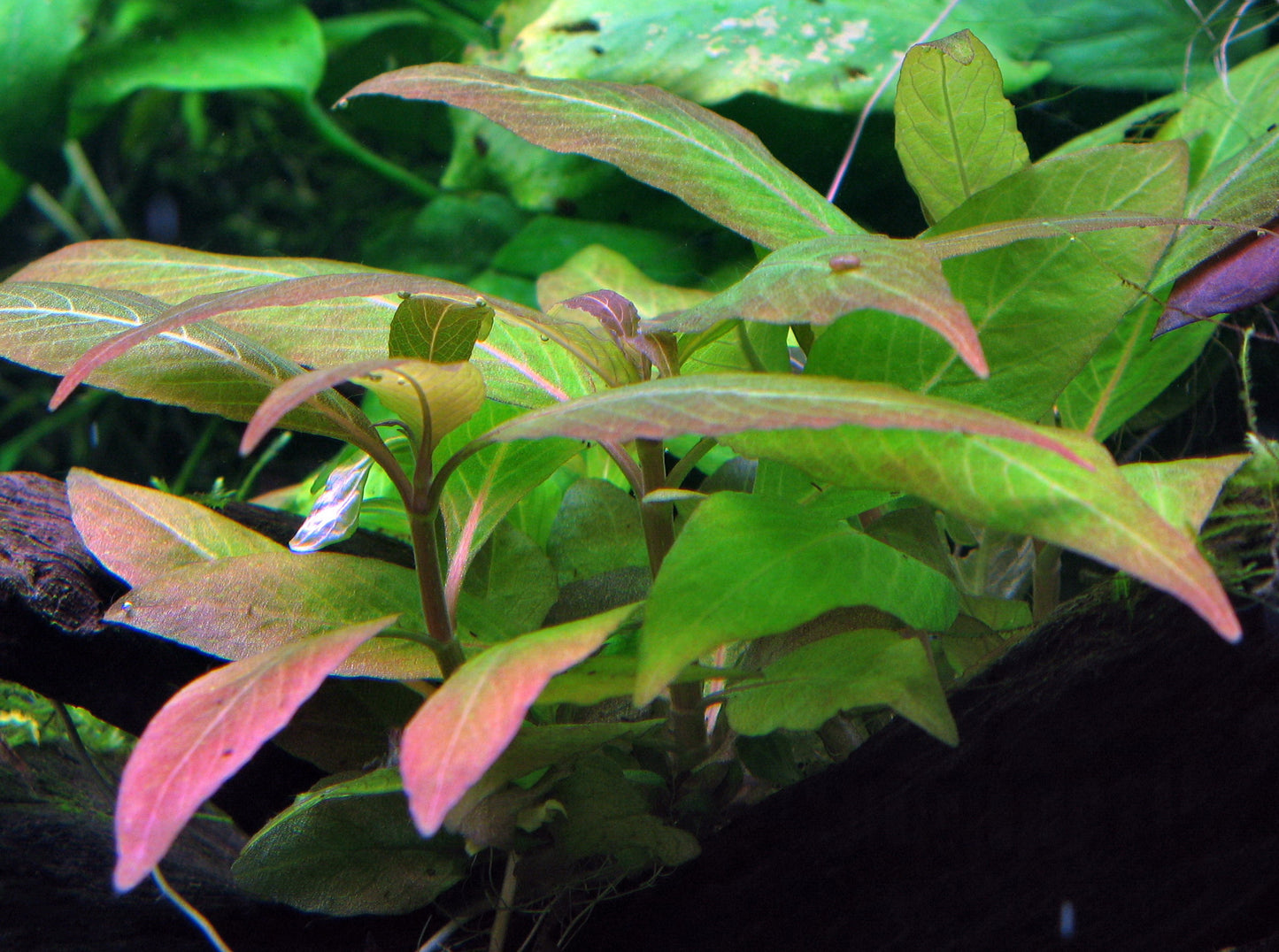 Hygrophila compact Tropica