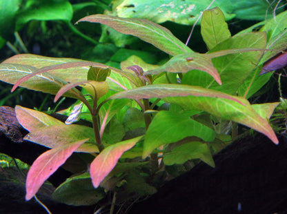 Hygrophila compact Tropica