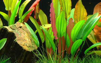 Echinodorus Red Diamond Tropica