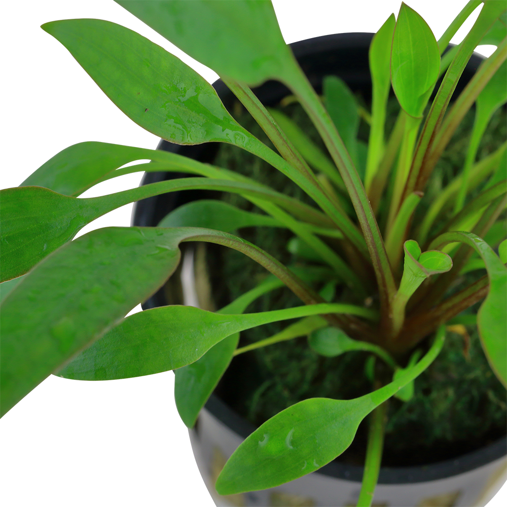 Cryptocoryne willissii AQUADIP