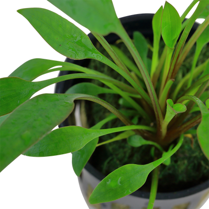 Cryptocoryne willissii AQUADIP