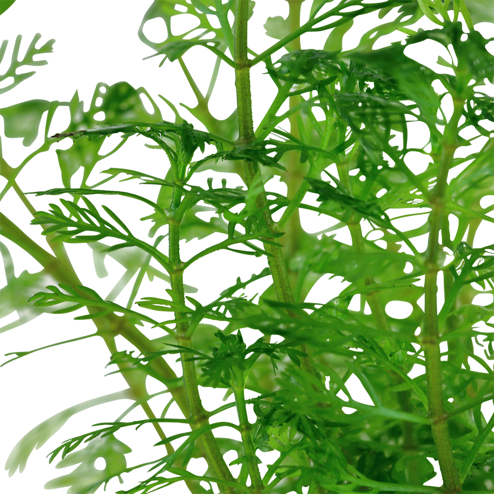 Myriophyllum mattogrossense Tropica