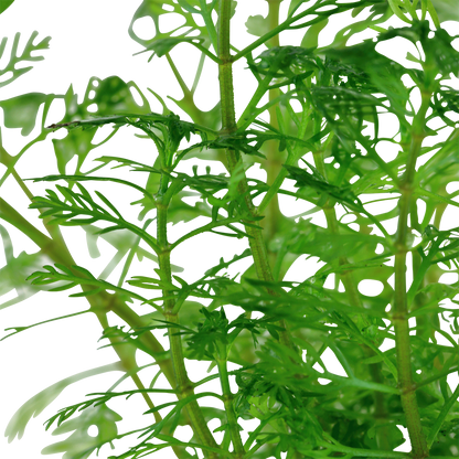 Myriophyllum mattogrossense Tropica